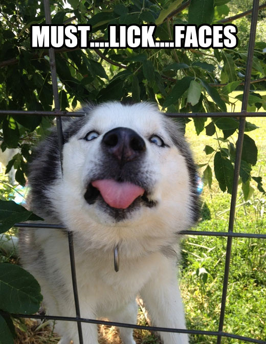 Must Lick Faces Funny Dog Image