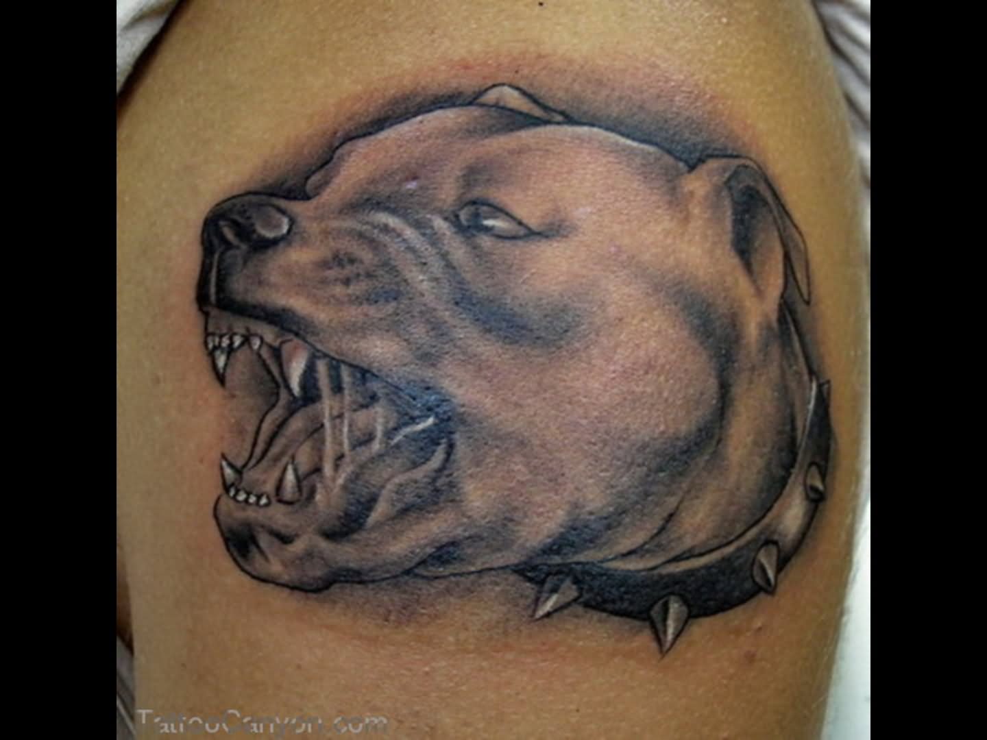 Pitbull Dog Face Tattoo Design For Shoulder