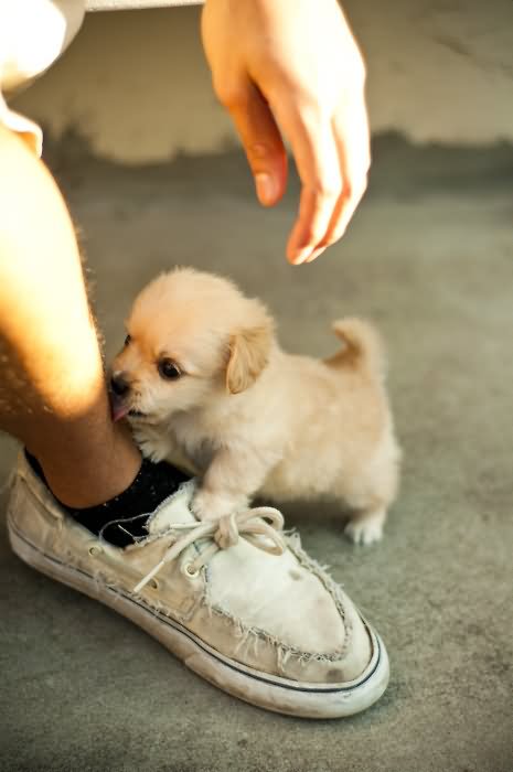 Puppy Licking Foot Funny Image