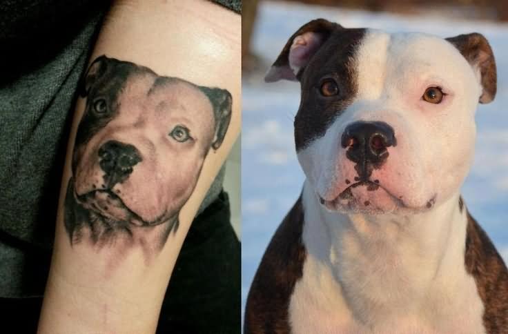 Realistic Pitbull Dog Face Tattoo On Forearm
