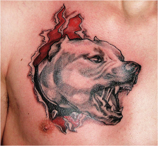 Ripped Skin Pitbull Dog Tattoo On Man Chest
