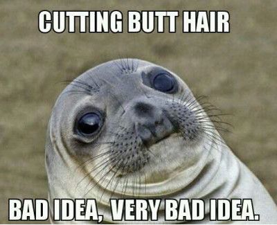 Sea Lion Saying Cutting Butt Hair Funny Picture