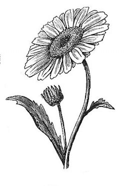 Wonderful Black Outline Daisy Flower Tattoo Stencil