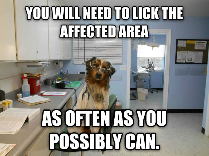 You Will Need To Lick The Affected Area Funny Dog Meme Image