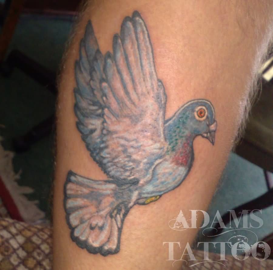 Amazing Flying Pigeon Tattoo Design By Adi Silajdzic