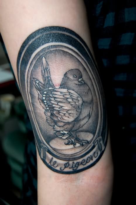 Awesome Pigeon In Frame Tattoo Design For Arm