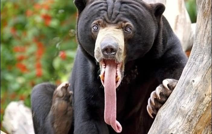 Bear Showing Long Tongue Making Funny Face