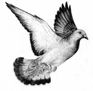 Black And Grey Flying Pigeon Tattoo Design