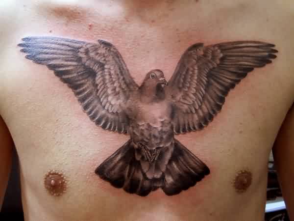 Black And Grey Flying Pigeon Tattoo On Man Chest