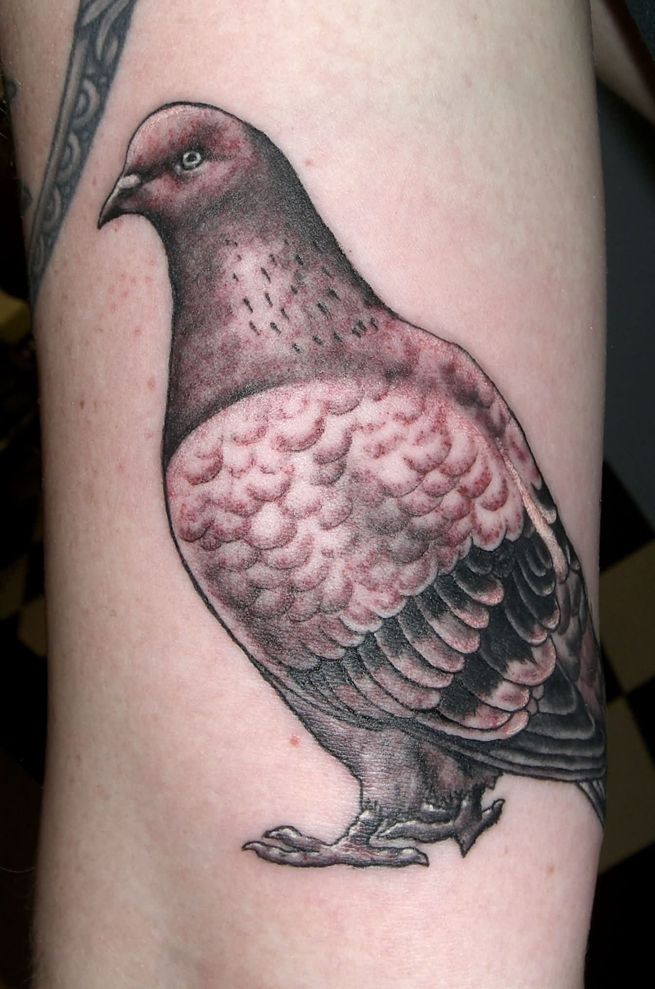 Black And Grey Pigeon Tattoo Design For Back Thigh