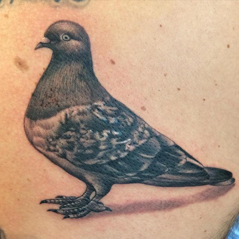 Black And Grey Pigeon Tattoo Design