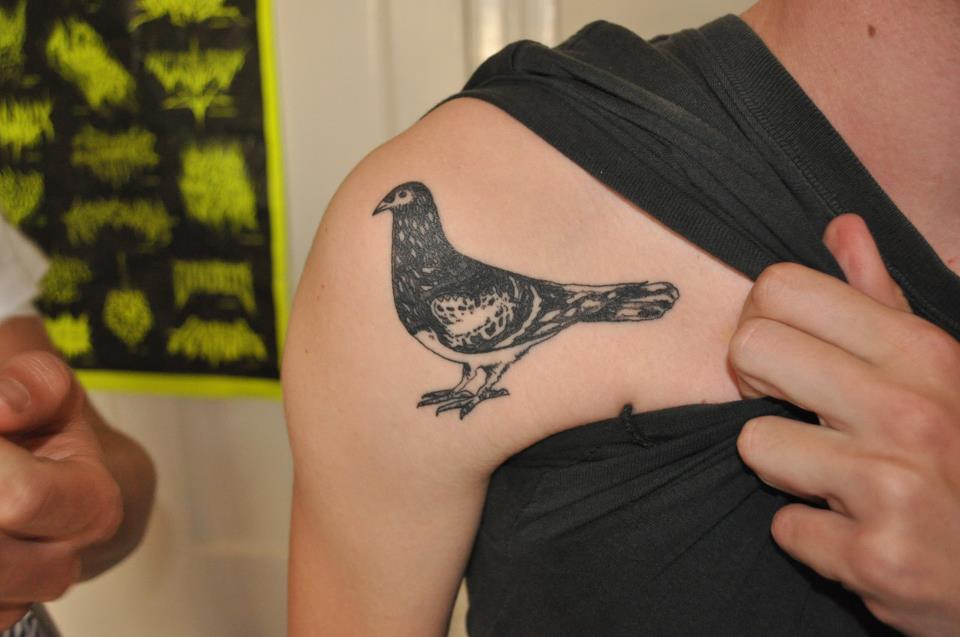 Black Pigeon Tattoo On Right Front Shoulder