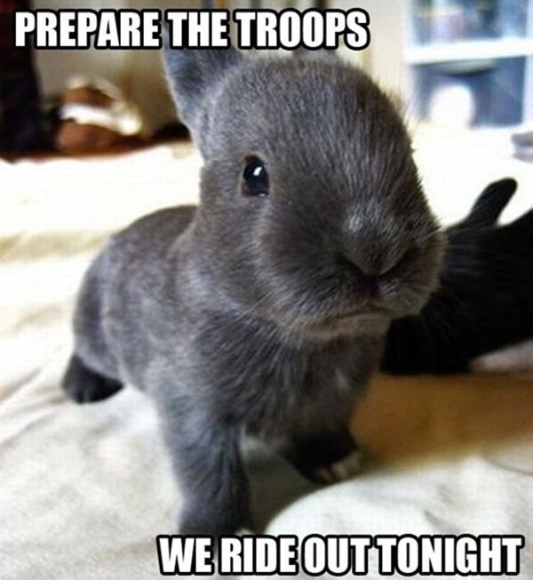 Bunny Funny Animal Prepare The Troops we Ride Out Tonight Meme Picture