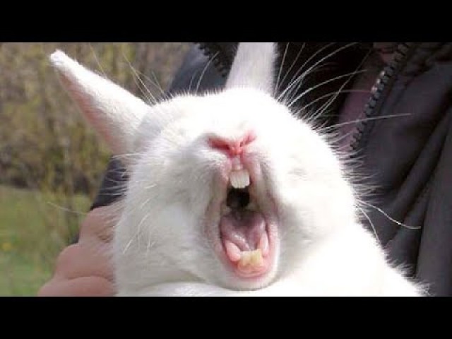 Bunny Screaming Face Funny Picture