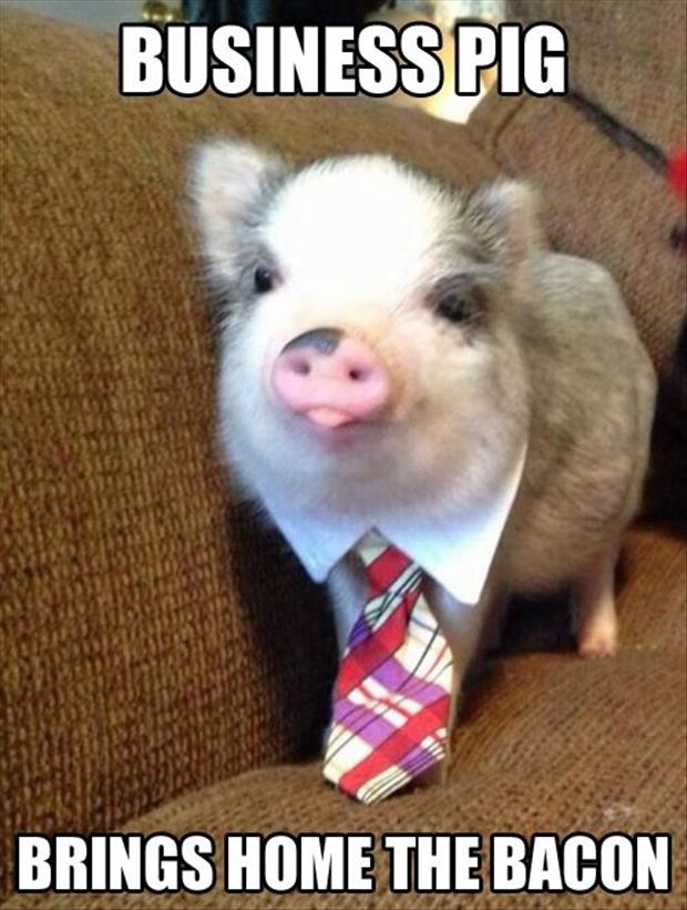 Business Pig Funny Animal Meme Picture For Whatsapp