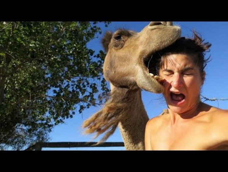 Camel Trying To Girl's Head Funny Fail Picture