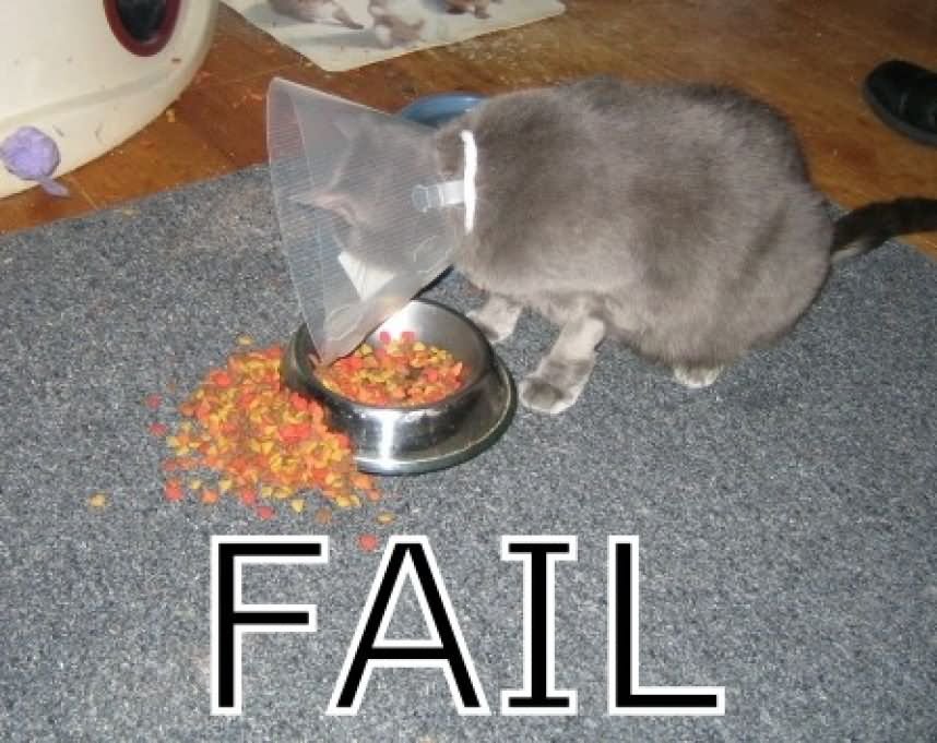 Cat Fail To Eat Funny Picture