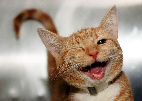 Cat Laughing Face Funny Picture