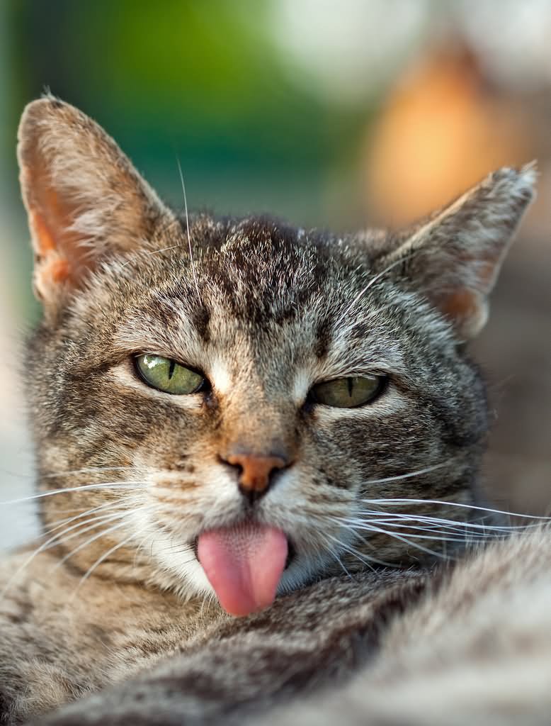 Cat Showing Tongue Funny Face Picture