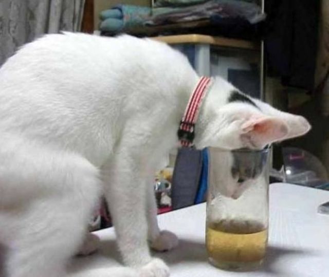 Cat Trying To Drink Funny Fail Image For Facebook