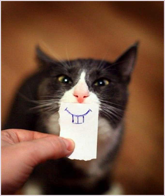 Cat With Illusion Face Funny Picture