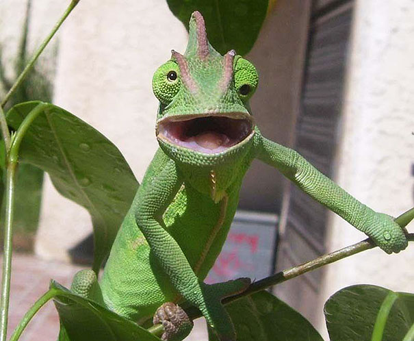 Chameleon Shocking Face Funny Image