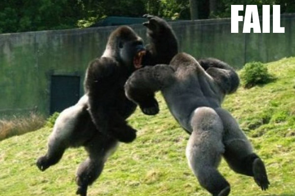 Chimpanzee Fighting Funny Fail Picture