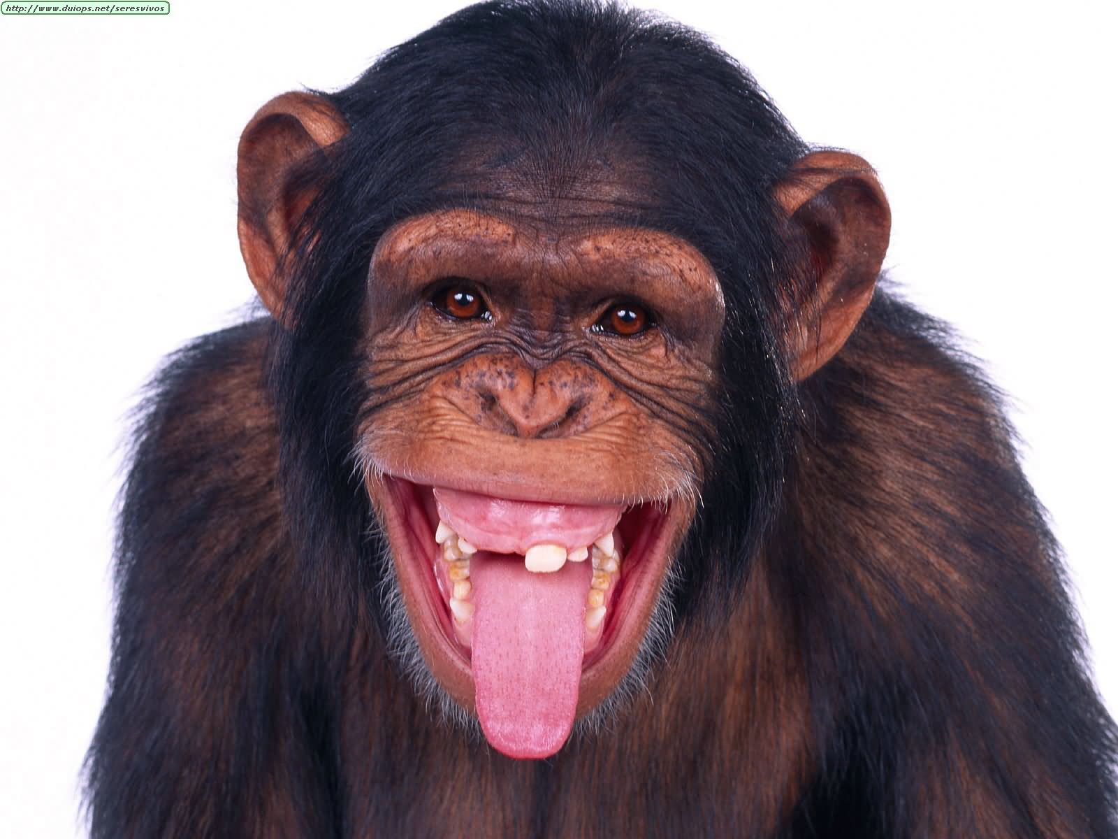 Chimpanzee Laughing Funny Face Picture