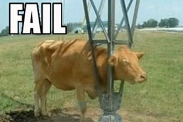 20 Most Funniest Animal Fail Pictures That Make You Laugh