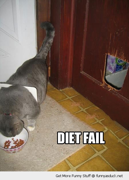 Diet Fail Funny Cat Picture