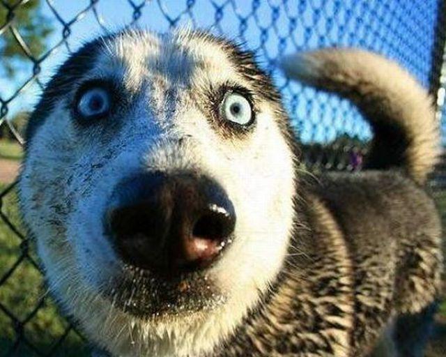 Dog Closeup Funny Face Image