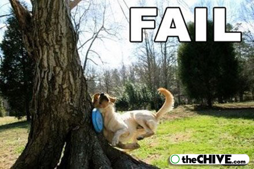 Dog Fail To Catch Frisbee Funny Picture