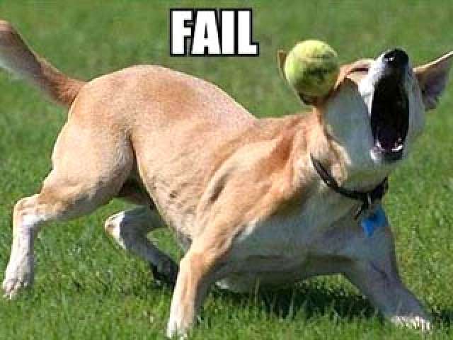 Dog Funny Fail To Catch The Ball