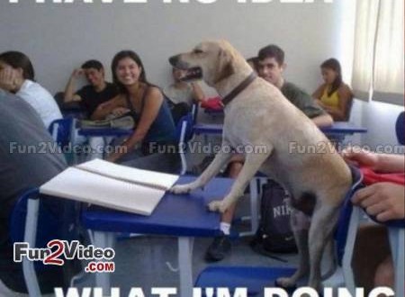 Dog In Classroom Funny Animal Picture For Whatsapp