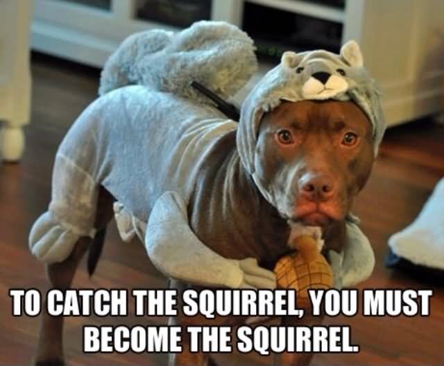 Dog In Squirrel Costume Funny Animal Meme Image