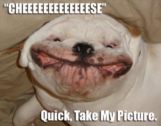 Dog Making Funny Face Animal Meme Picture