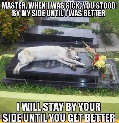 Dog, Master, you have always took a good care of me I will stay by your side until you get better Funny Animal Meme