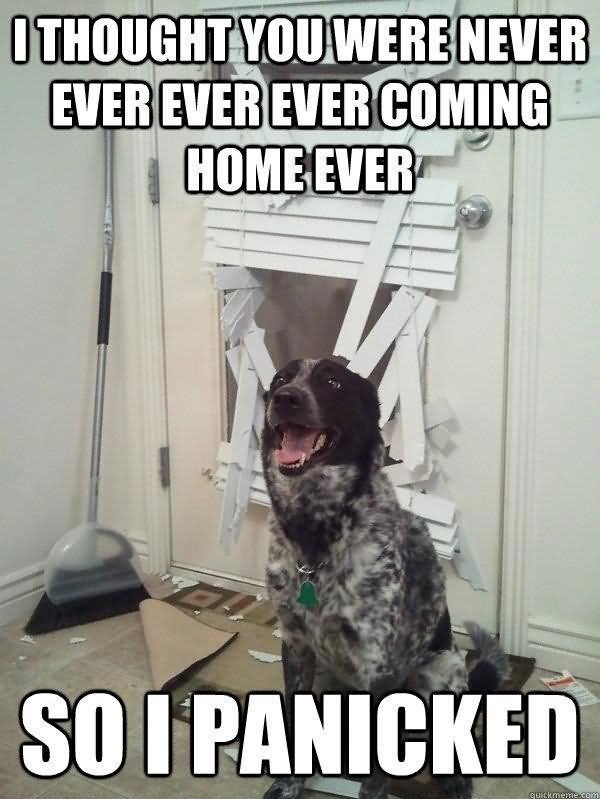 Dog Panicked In Home Funny Animal Meme Image