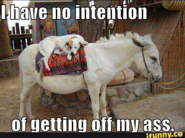 Dog Sleeping Over Horse Funny Animal Meme Image For Whatsapp