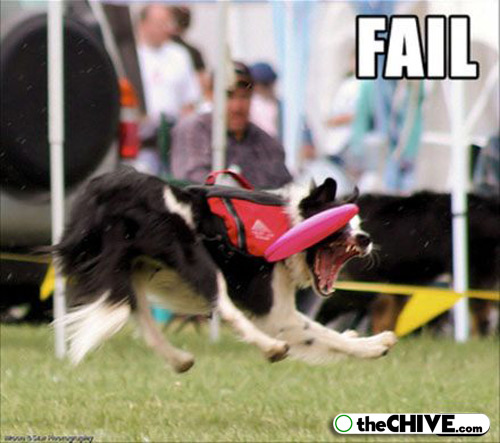 Dog Trying To Catch Frisbee Funny Fail Picture