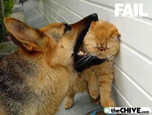 Dog Trying To Eat Cat Funny Fail Animal Picture For Facebook