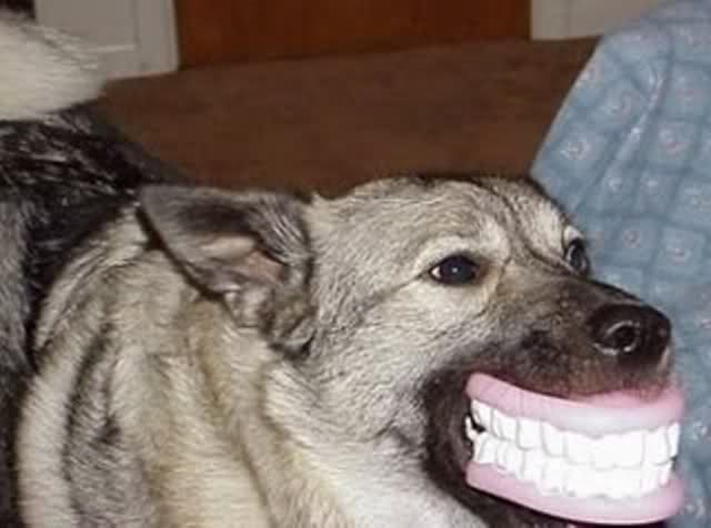 Dog With Fake Teeth Funny Face Image