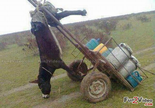 Donkey Cart Overload Funny Fail Picture For Facebook