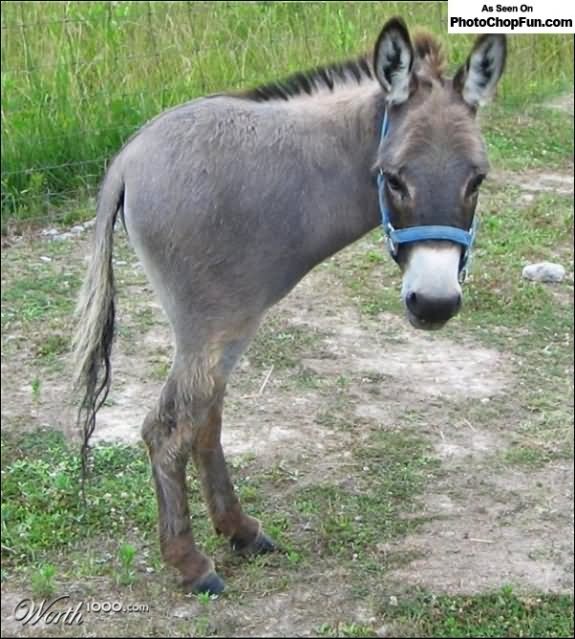 Donkey With Two Legs Photoshop Funny Fail Picture For Facebook