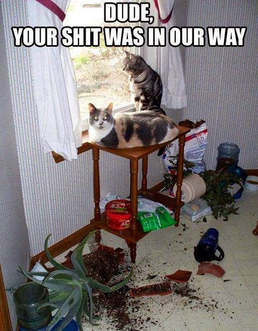 Dude Your Shit Was In Our Way Funny Animal Cats Meme Picture