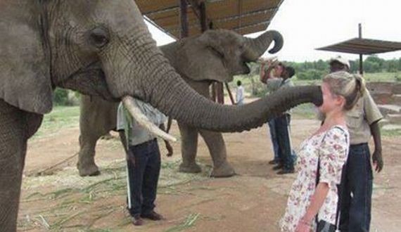 Elephant Kissing Girl Funny Fail Picture