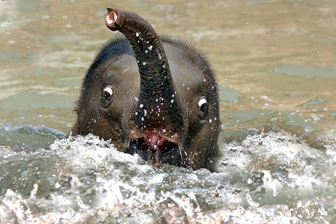 Elephant Screaming Face Funny Image