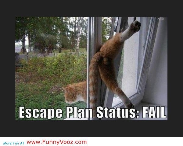 Escape Plan Status Fail Funny Cat Image