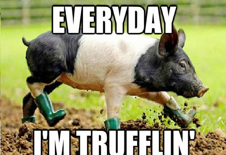 Everyday I am Trufflin Funny Animal Pig Meme Image
