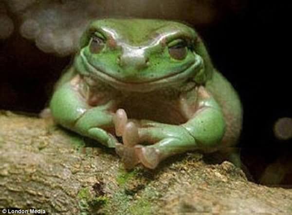 Evil Face Frog Funny Image